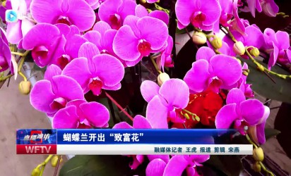 【直播潍坊】蝴蝶兰开出“致富花”