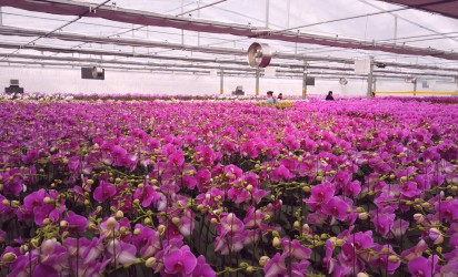 4万株蝴蝶兰竞相绽放 迎来销售旺季