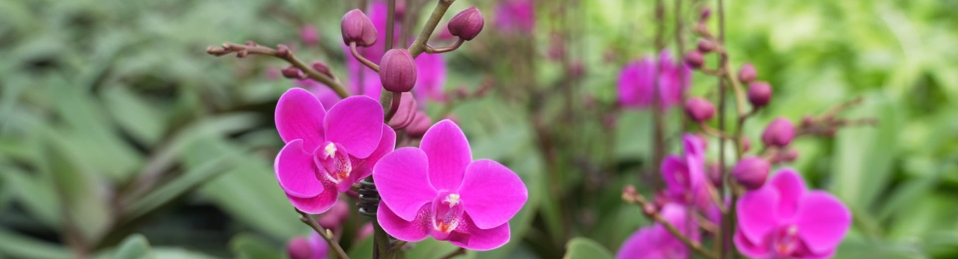 维龙农业高端花卉组培