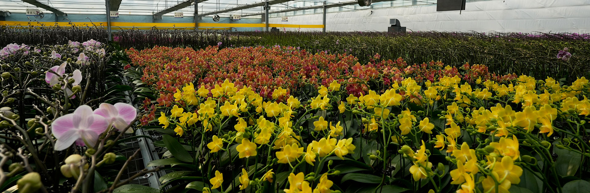 维龙农业蝴蝶兰成品